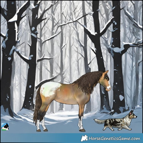 Horse Color:Buckskin Snowcap 
