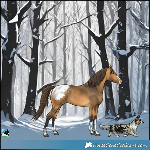 Horse Color:Buckskin Appaloosa 