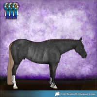 Horse Color:Liver Chestnut Rabicano 