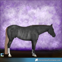 Horse Color:Liver Chestnut Rabicano 