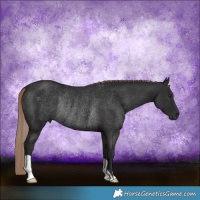 Horse Color:Liver Chestnut Rabicano 