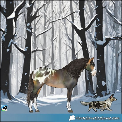 Horse Color:Buckskin Splash Blanket 