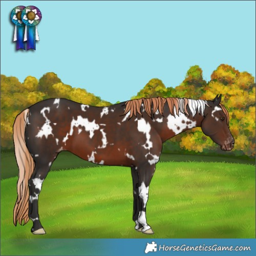 Horse Color:White Spotted Liver Chestnut Appaloosa 