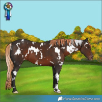 Horse Color:White Spotted Liver Chestnut Appaloosa