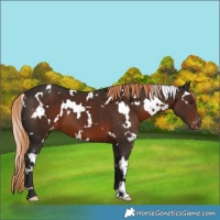 Horse Color:White Spotted Liver Chestnut Appaloosa 