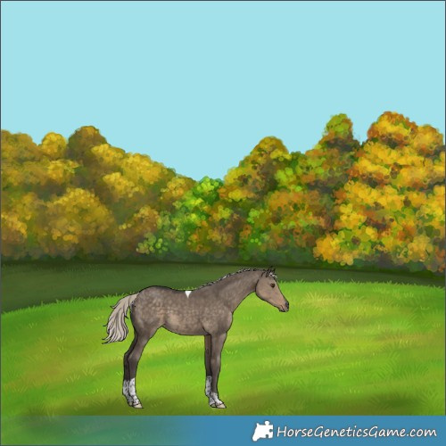 Horse Color:Silver Smoky Grullo Tobiano