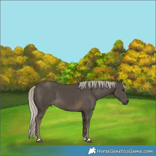 Horse Color:Silver Smoky Black 