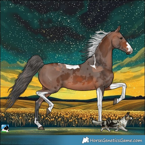 Horse Color:Bay Merle Tobiano 