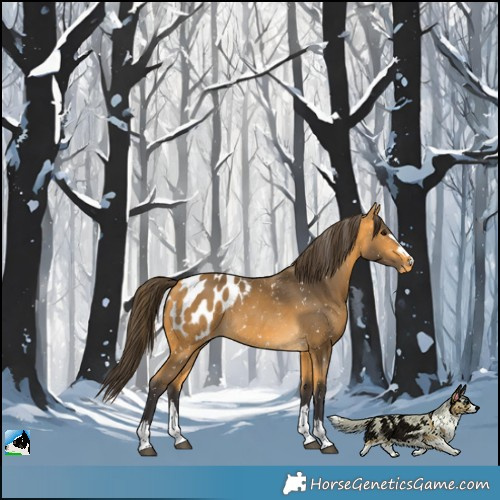 Horse Color:Buckskin Appaloosa 