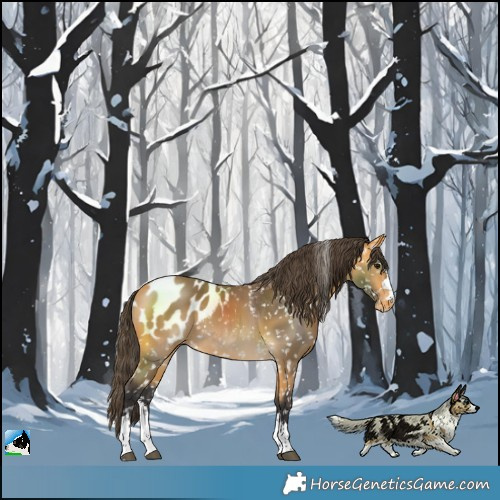 Horse Color:Buckskin Blanket 