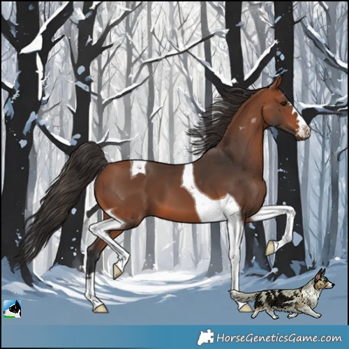 Horse Color:Bay Tobiano