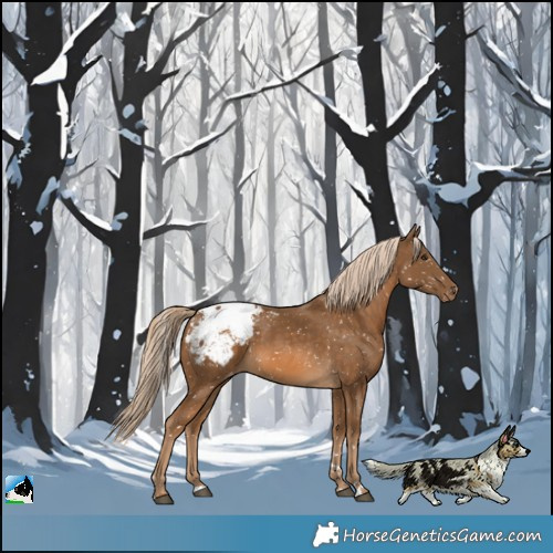 Horse Color:Chocolate Palomino Appaloosa 