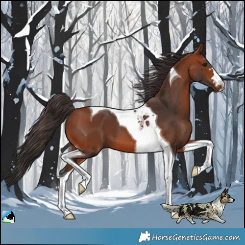 Horse Color:Bay Tobiano
