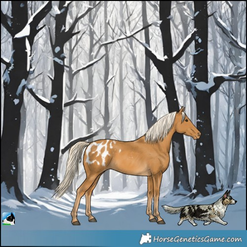 Horse Color:Palomino Appaloosa