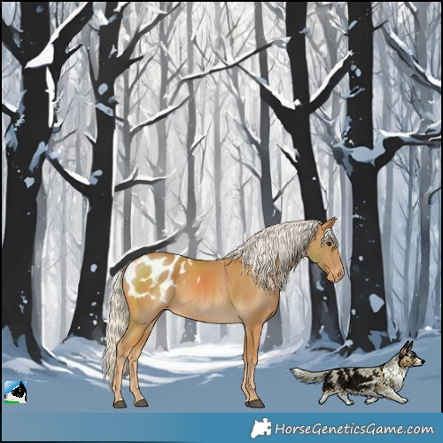 Horse Color:Palomino Blanket 