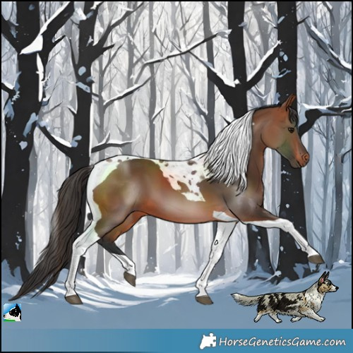 Horse Color:Bay Tobiano 