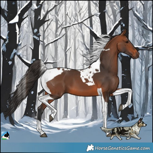 Horse Color:Bay Tobiano 