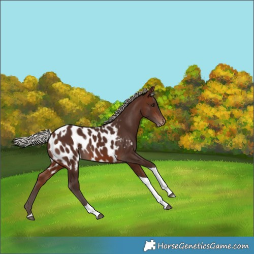 Horse Color:Silver Brown Tobiano Near Leopard 