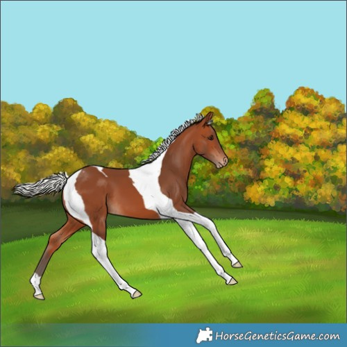 Horse Color:Silver Bay Tobiano Appaloosa 