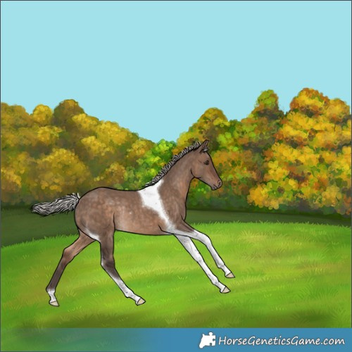 Horse Color:Silver Brown Dun Tobiano Rabicano 