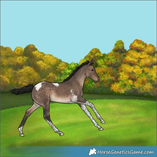 Horse Color:Brown Dun Tobiano 