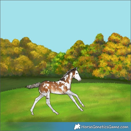 Horse Color:White Spotted Chocolate Palomino Splash Rabicano 