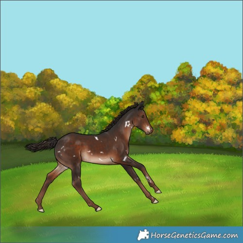 Horse Color:White Spotted Liver Chestnut Rabicano 