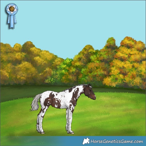 Horse Color:White Spotted Silver Brown Tobiano 