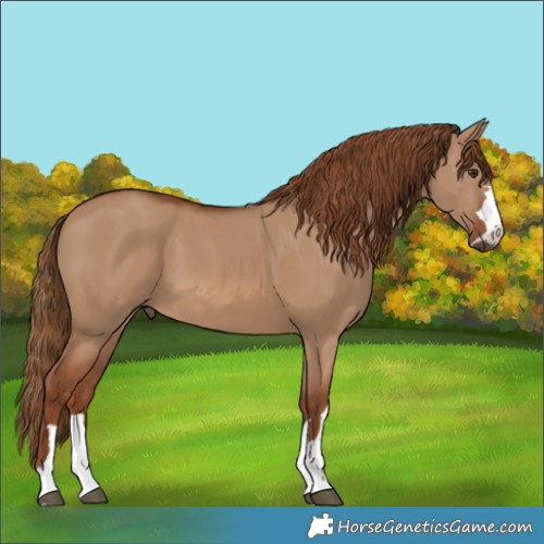 Horse Color:Red Dun 