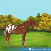 Horse Color:Chestnut Blanket