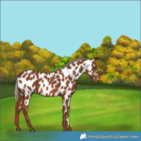 Horse Color:Chestnut Near Leopard 