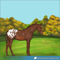Horse Color:Chestnut Appaloosa