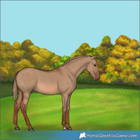 Horse Color:Red Dun