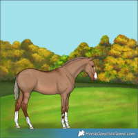 Horse Color:Red Dun 