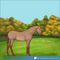 Horse Color:Red Dun