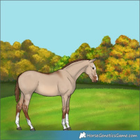 Horse Color:Red Dun 