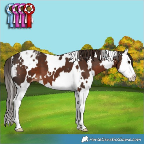 Horse Color:White Spotted Liver Chestnut Splash Appaloosa 
