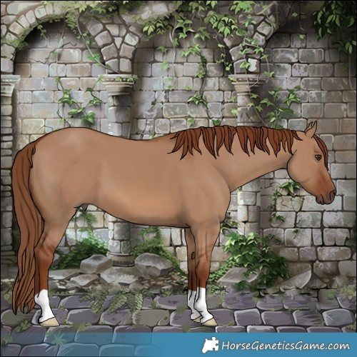 Horse Color:Red Dun 
