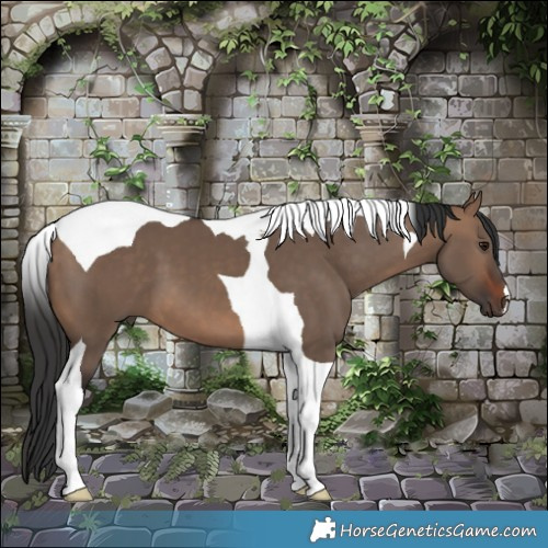 Horse Color:Brown Dun Tobiano