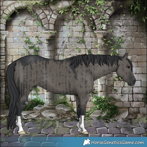 Horse Color:Grullo Brindle 