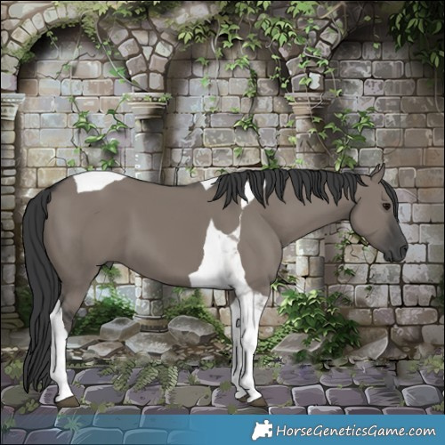 Horse Color:Grullo Tobiano