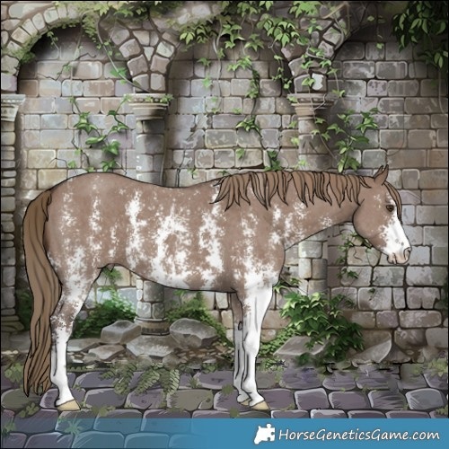 Horse Color:Liver Red Dun Sabino 