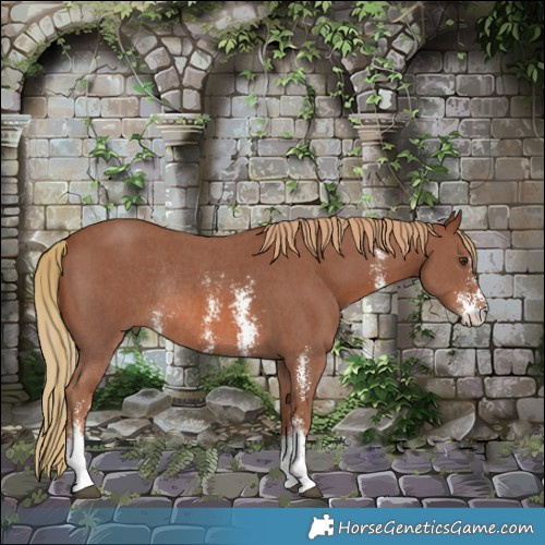 Horse Color:Chestnut Sabino Rabicano 