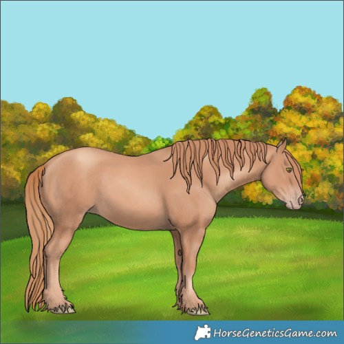 Horse Color:Gold Champagne 