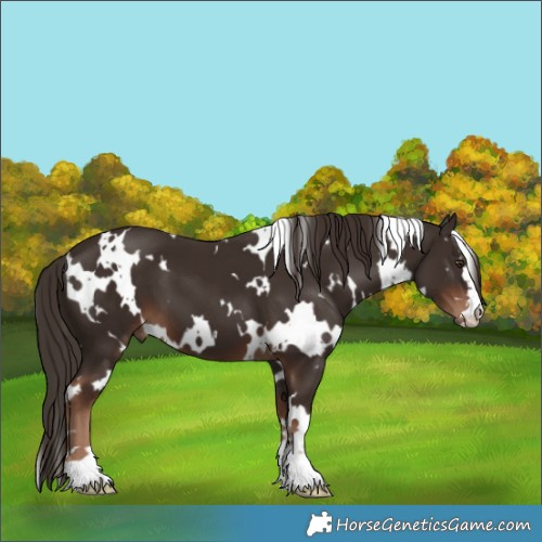 Horse Color:White Spotted Liver Chestnut 