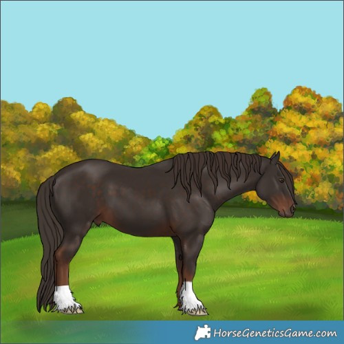 Horse Color:Liver Chestnut 
