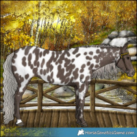 Horse Color:Silver Black Near Leopard Rabicano 