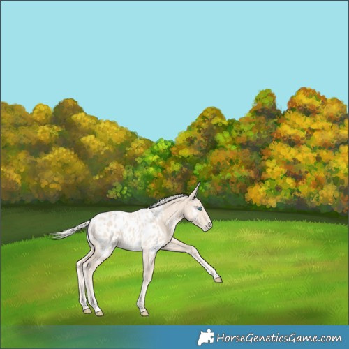 Horse Color:Powder White Cremello Appaloosa 