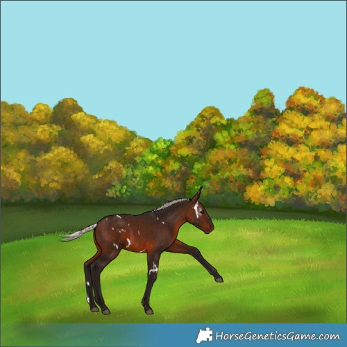 Horse Color:Gray White Spotted Silver Bay 