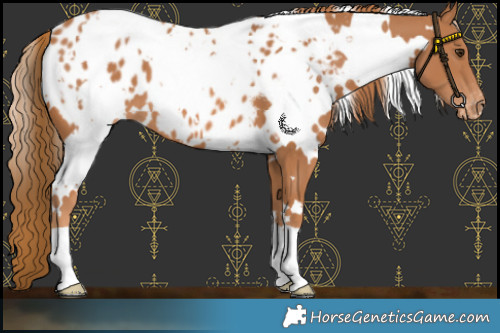 Horse Color:White Spotted Chestnut Appaloosa